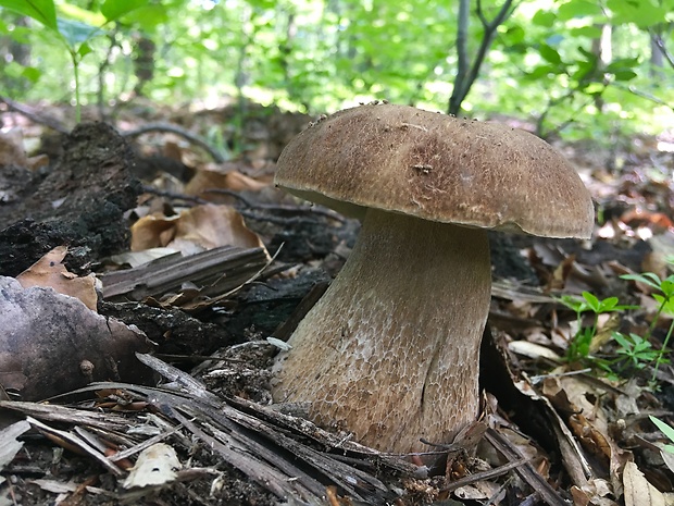 hríb dubový Boletus reticulatus Schaeff.