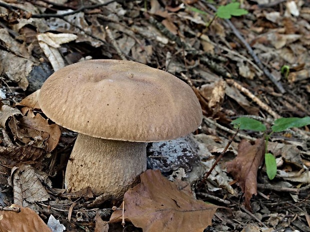 hríb dubový Boletus reticulatus Schaeff.