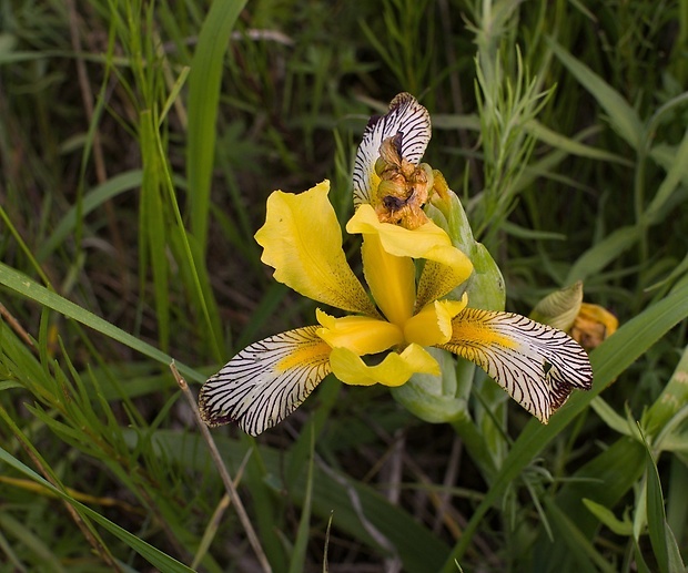 kosatec dvojfarebný Iris variegata L.