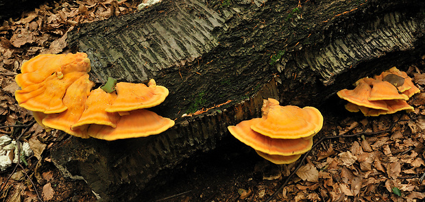 sírovec obyčajný Laetiporus sulphureus (Bull.) Murrill