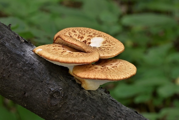 trúdnik hľuzovitý Polyporus tuberaster (Jacq. ex Pers.) Fr.