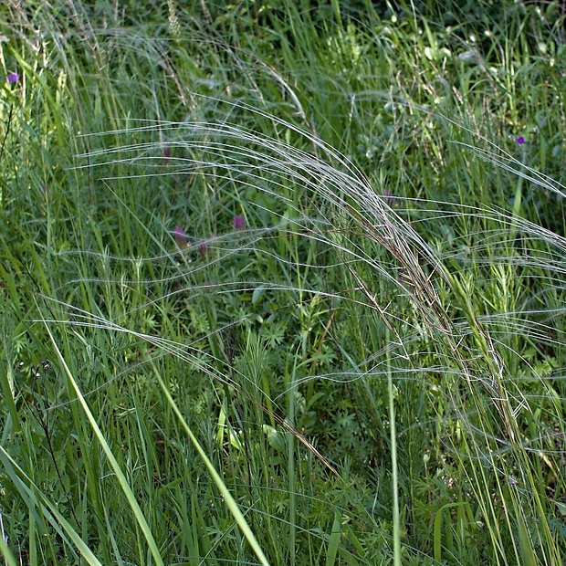 kavyľ ivanov Stipa joannis Čelak.