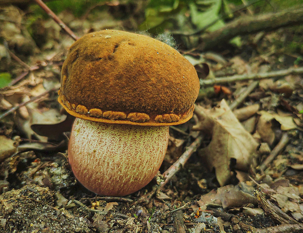 hríb zrnitohlúbikový Sutorius luridiformis (Rostk.) G. Wu & Zhu L. Yang