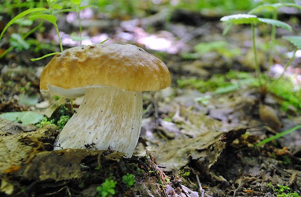 hríb smrekový Boletus edulis Bull.