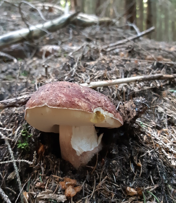 hríb sosnový Boletus pinophilus Pil. et Dermek in Pil.