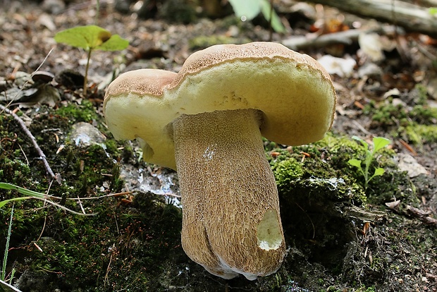 hríb dubový Boletus reticulatus Schaeff.