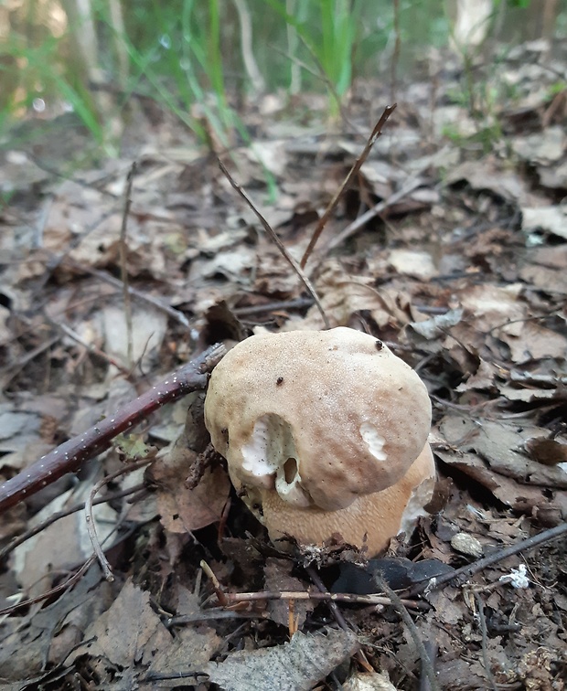 hríb dubový Boletus reticulatus Schaeff.