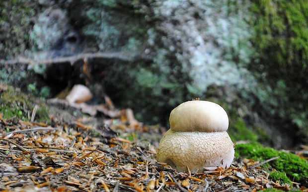 hríb dubový Boletus reticulatus Schaeff.