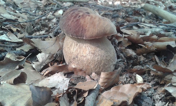 hríb dubový Boletus reticulatus Schaeff.