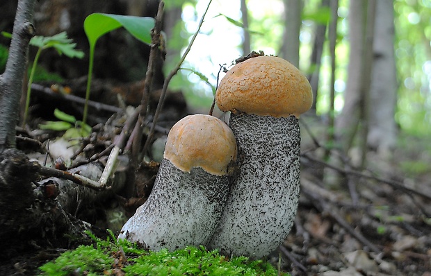 kozák žltooranžový Leccinum versipelle (Fr. & Hök) Snell