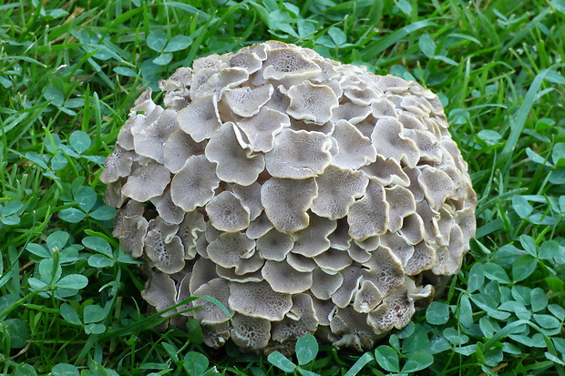 trúdnik klobúčkatý Polyporus umbellatus (Pers.) Fr.