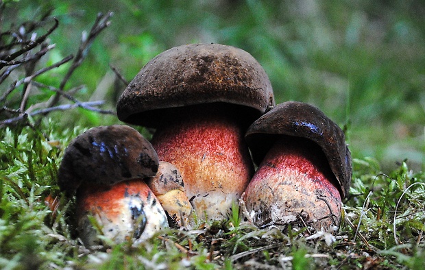 hríb zrnitohlúbikový Sutorius luridiformis (Rostk.) G. Wu & Zhu L. Yang