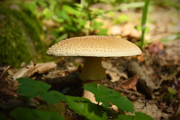 muchotrávka červenkastá Amanita rubescens Pers.