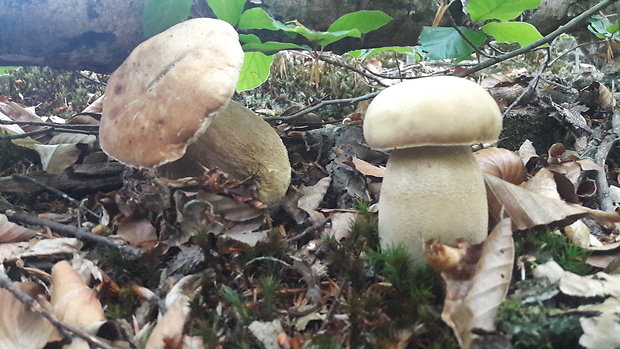 hríb smrekový Boletus edulis Bull.