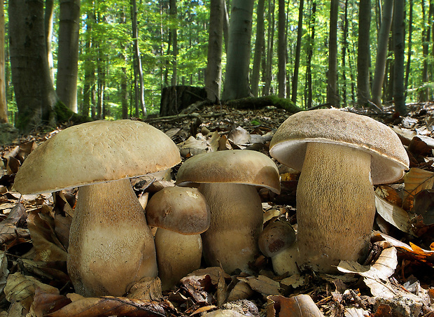 hríb dubový Boletus reticulatus Schaeff.