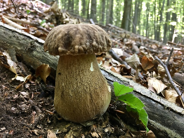 hríb dubový Boletus reticulatus Schaeff.