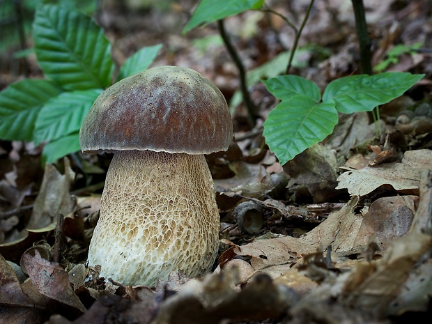 hríb dubový Boletus reticulatus Schaeff.