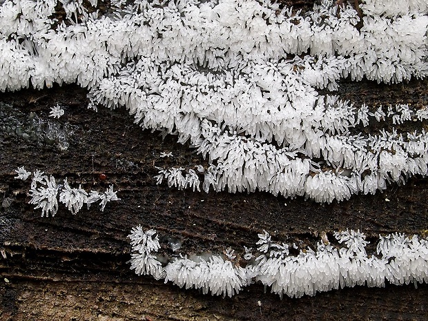 rohačka kríčkovitá Ceratiomyxa fruticulosa var. fruticulosa (O.F. Müll.) T. Macbr