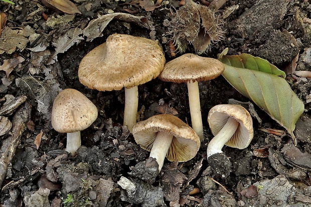 vláknica Inocybe angulatosquamulosa Stangl