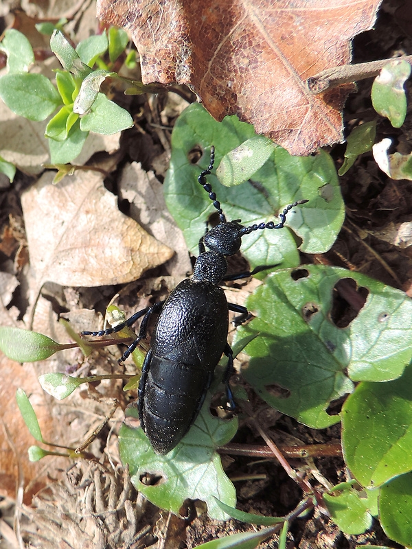 májka obyčajná / majka obecná ♂ Meloe proscarabaeus Linnaeus, 1758