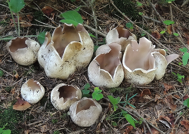 tulipánovka fialová Sarcosphaera coronaria (Jacq.) J. Schröt.