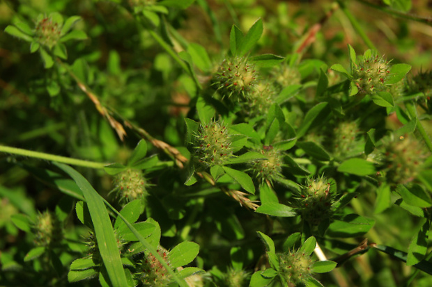 ďatelina pruhovaná Trifolium striatum L.