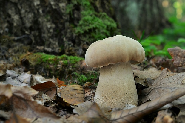 hríb dubový Boletus reticulatus Schaeff.