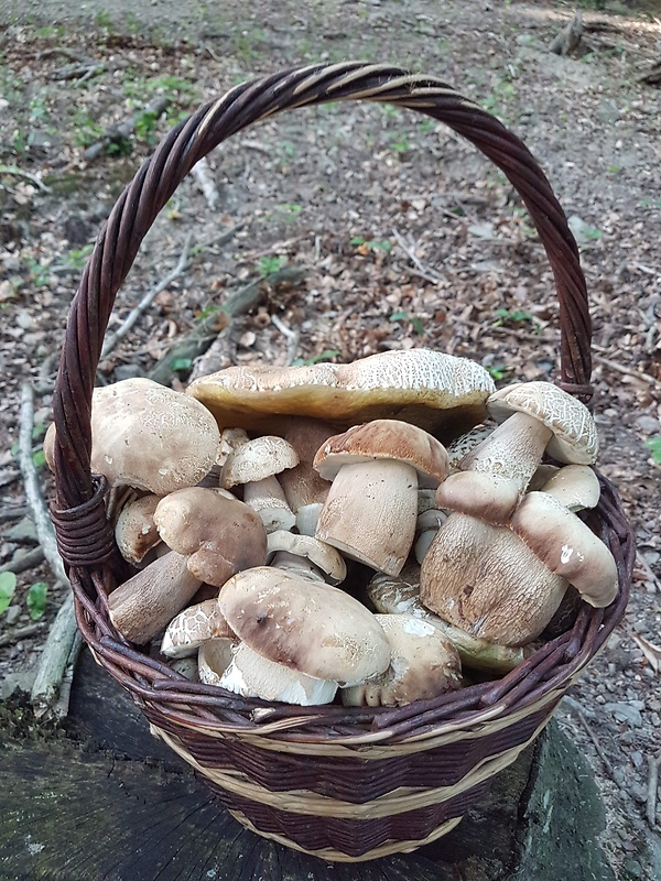 hríb dubový Boletus reticulatus Schaeff.