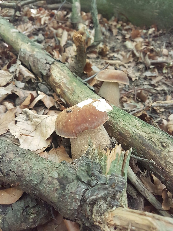 hríb dubový Boletus reticulatus Schaeff.