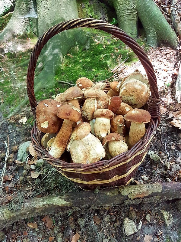 hríb dubový Boletus reticulatus Schaeff.