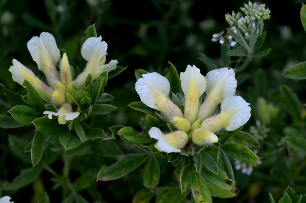 zanoväť biela Chamaecytisus albus (Hacq.) Rothm.