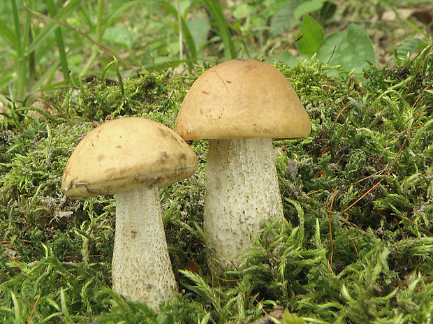 kozák hrabový Leccinum pseudoscabrum (Kallenb.) Šutara