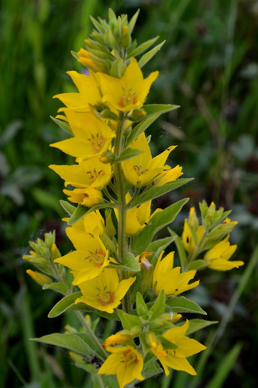 čerkáč bodkovaný Lysimachia punctata L.