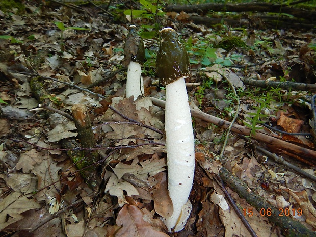 hadovka smradľavá Phallus impudicus L.