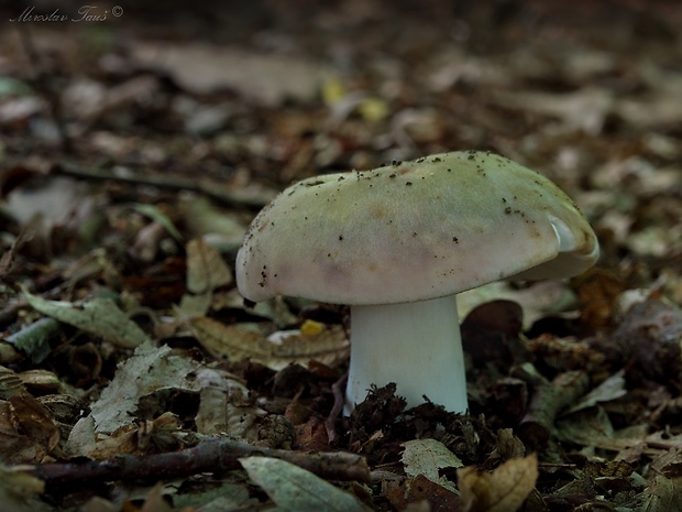 plávka strakatá Russula grisea Fr.