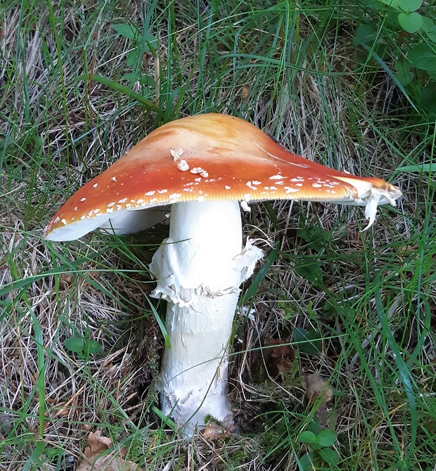 muchotrávka červená Amanita muscaria (L.) Lam.