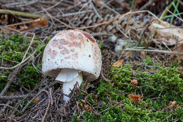 muchotrávka červenkastá Amanita rubescens Pers.