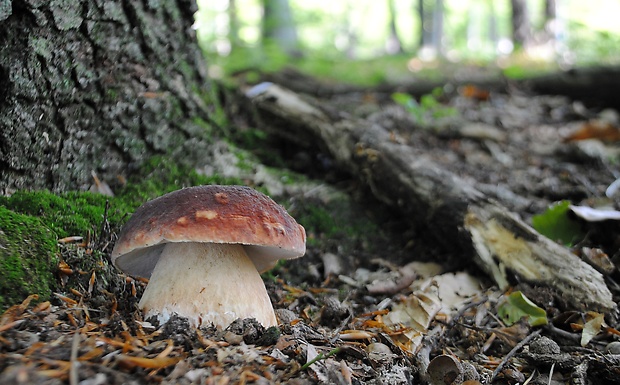 hríb sosnový Boletus pinophilus Pil. et Dermek in Pil.