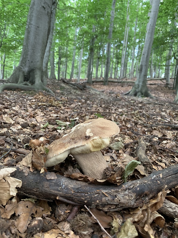 hríb dubový Boletus reticulatus Schaeff.