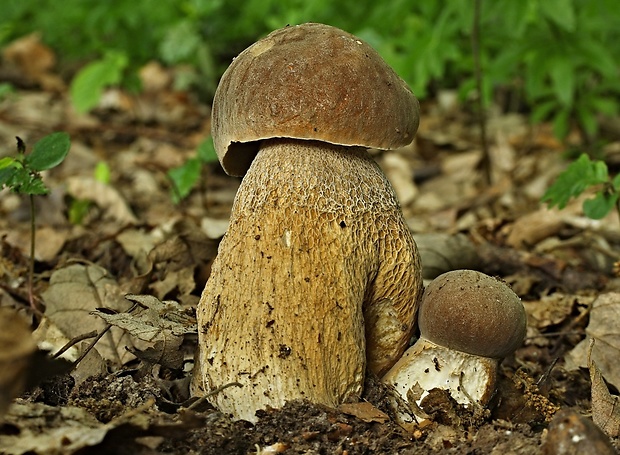 hríb dubový Boletus reticulatus Schaeff.