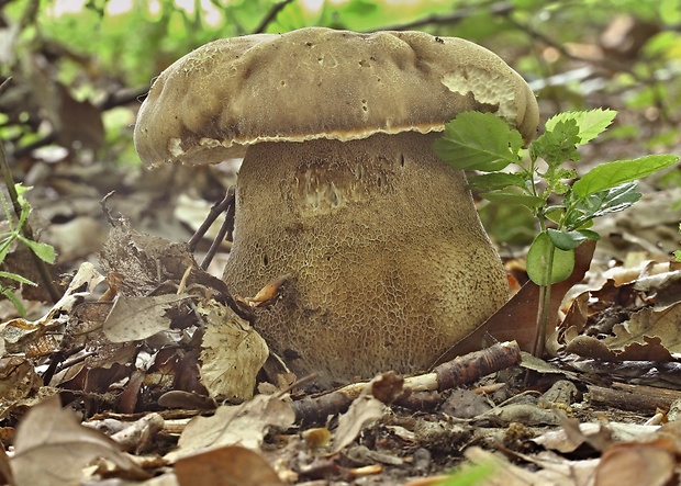 hríb dubový Boletus reticulatus Schaeff.