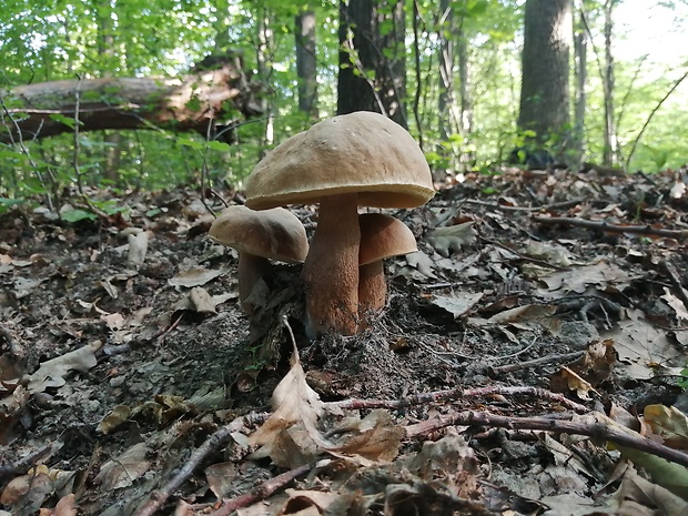 hríb dubový Boletus reticulatus Schaeff.