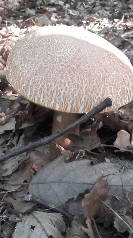 hríb dubový Boletus reticulatus Schaeff.