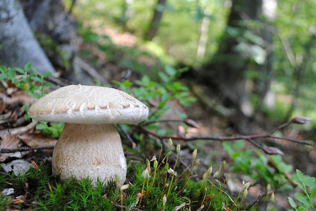 hríb dubový Boletus reticulatus Schaeff.