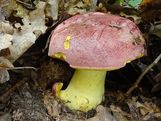 hríb kráľovský Butyriboletus regius (Krombh.) D. Arora & J.L. Frank