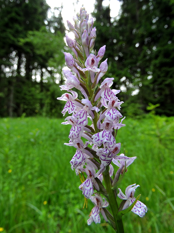 vstavačovec škvrnitý pravý Dactylorhiza maculata subsp. maculata (L.) Soó