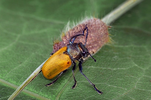 liskavka (sk) / mandelínka (cz) Labidostomis longimana Linnaeus, 1761