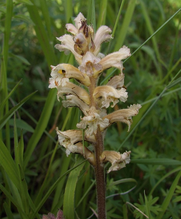 záraza alsaská Orobanche alsatica Kirschl.