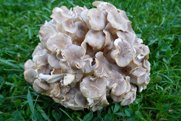 trúdnik klobúčkatý Polyporus umbellatus (Pers.) Fr.