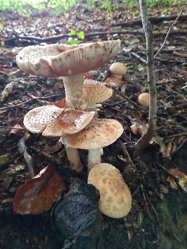 muchotrávka červenkastá Amanita rubescens Pers.